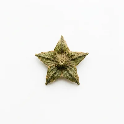 Dried Green Star Shaped Calyx Isolated On White