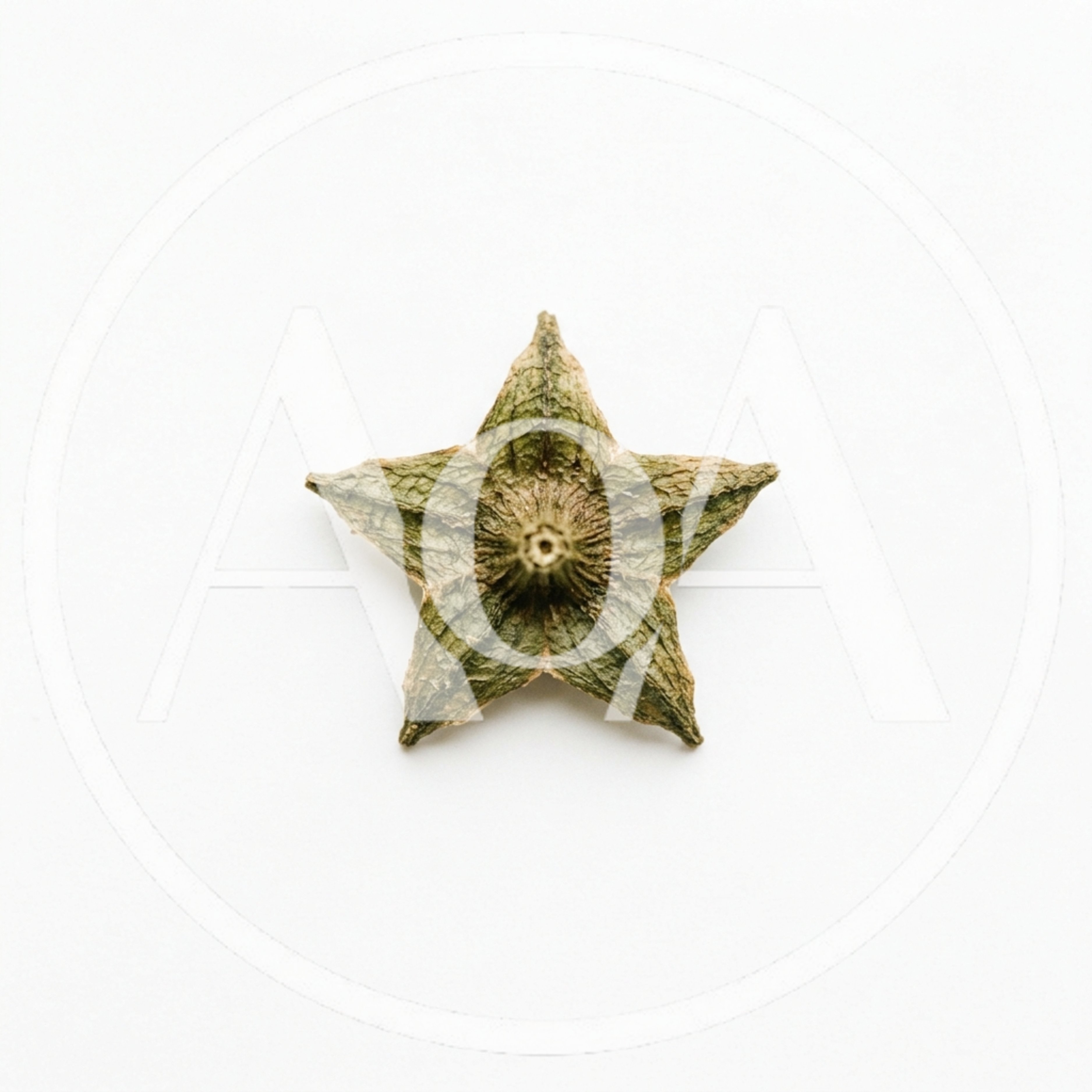 Dried Green Star Shaped Calyx Isolated On White