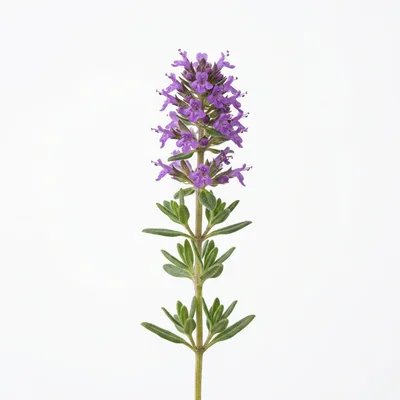 Single Sprig Of Fresh Blooming Thyme