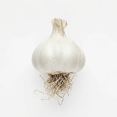 Single Whole Garlic Bulb With Roots On White Background