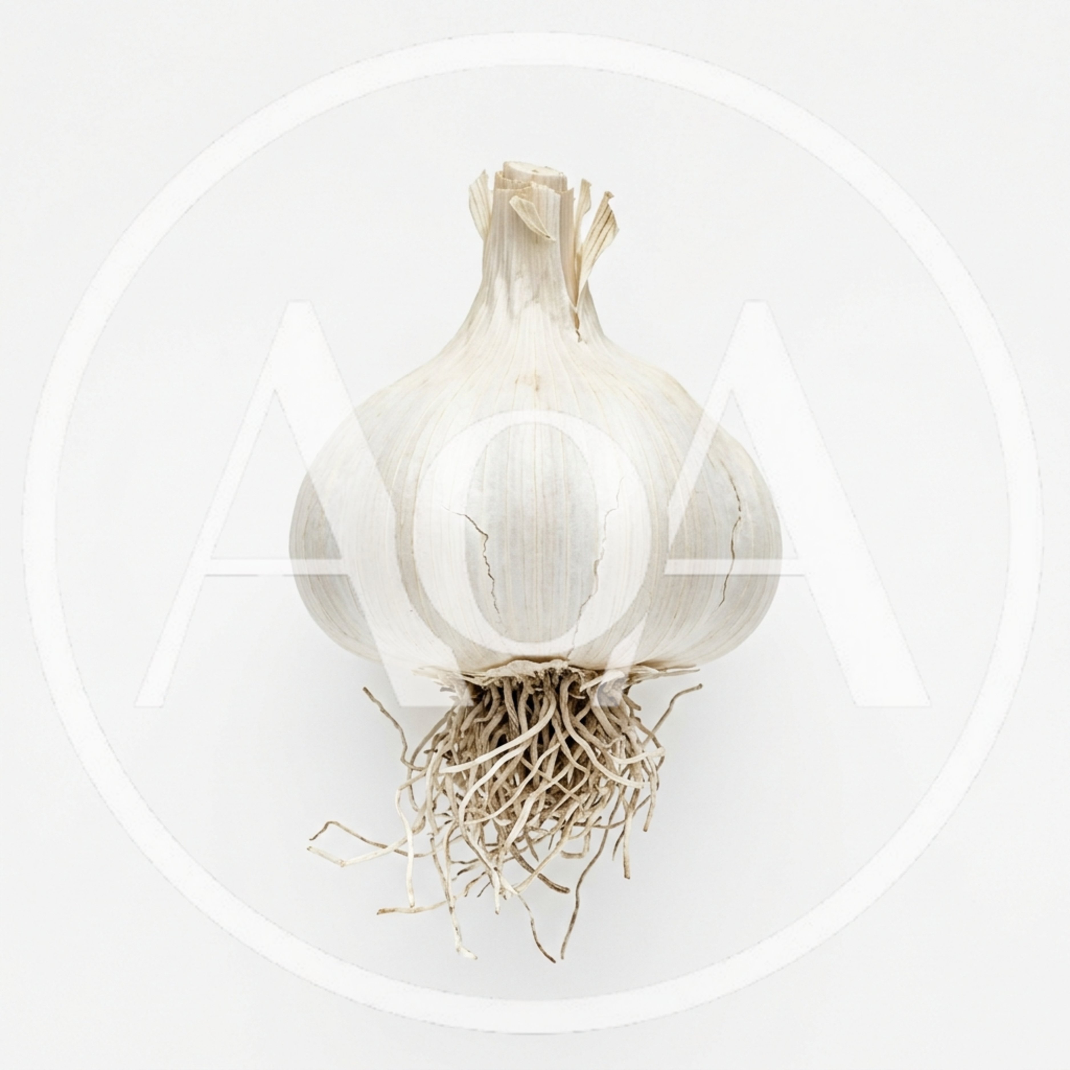 Single Whole Garlic Bulb With Roots On White Background