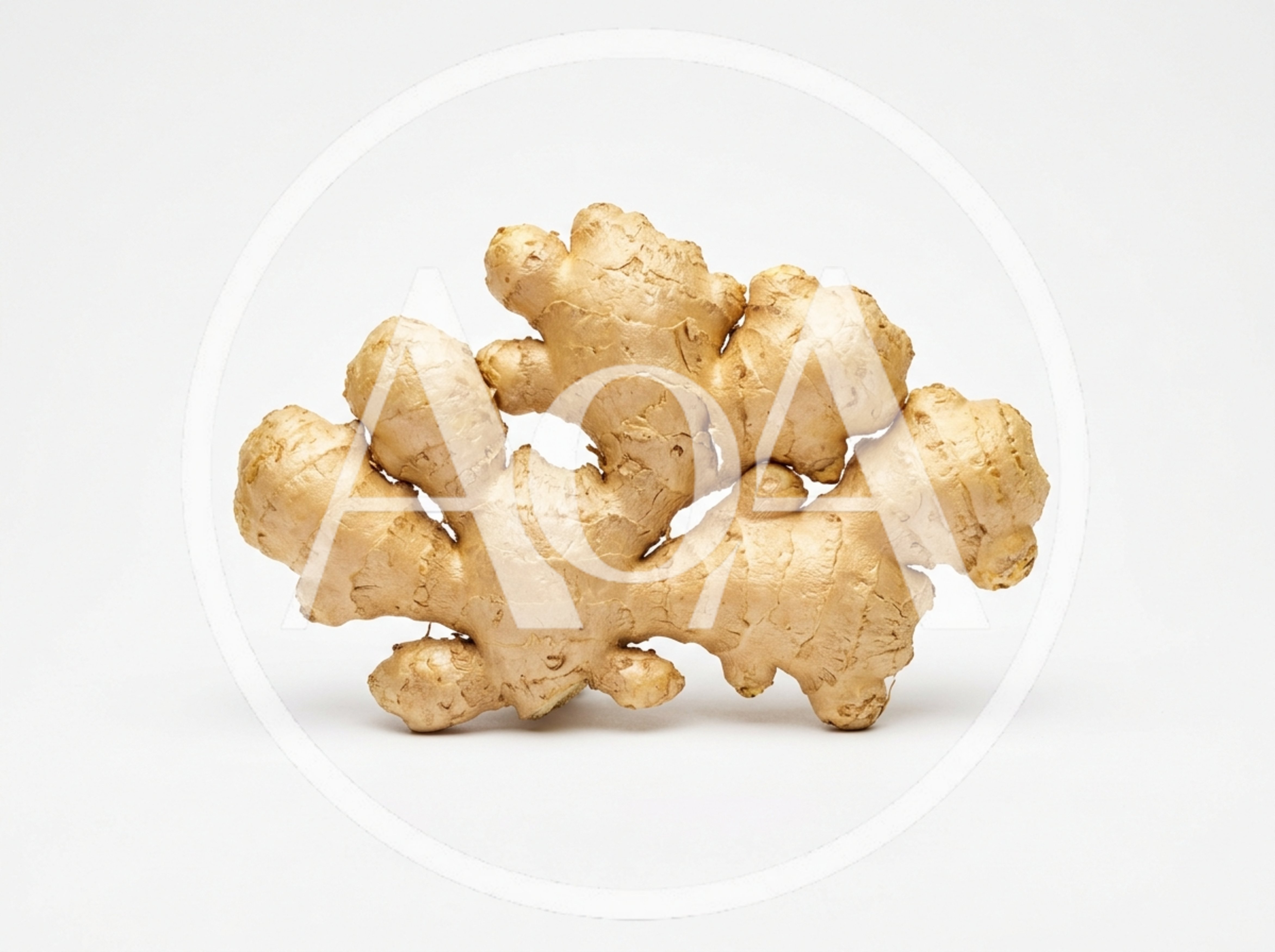 Fresh Raw Ginger Root Isolated On White Background