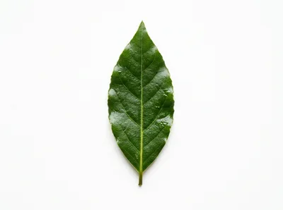 Single Fresh Green Bay Leaf on White Background