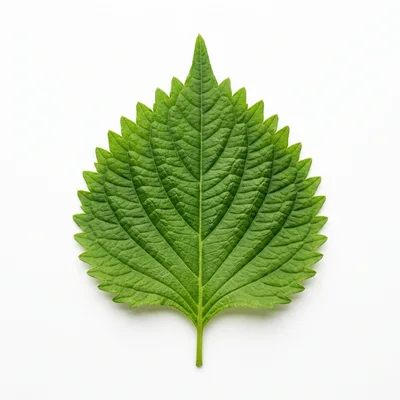Single Fresh Green Shiso Leaf Isolated On White Background