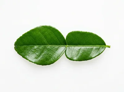 Fresh Kaffir Lime Leaf Isolated On White Background