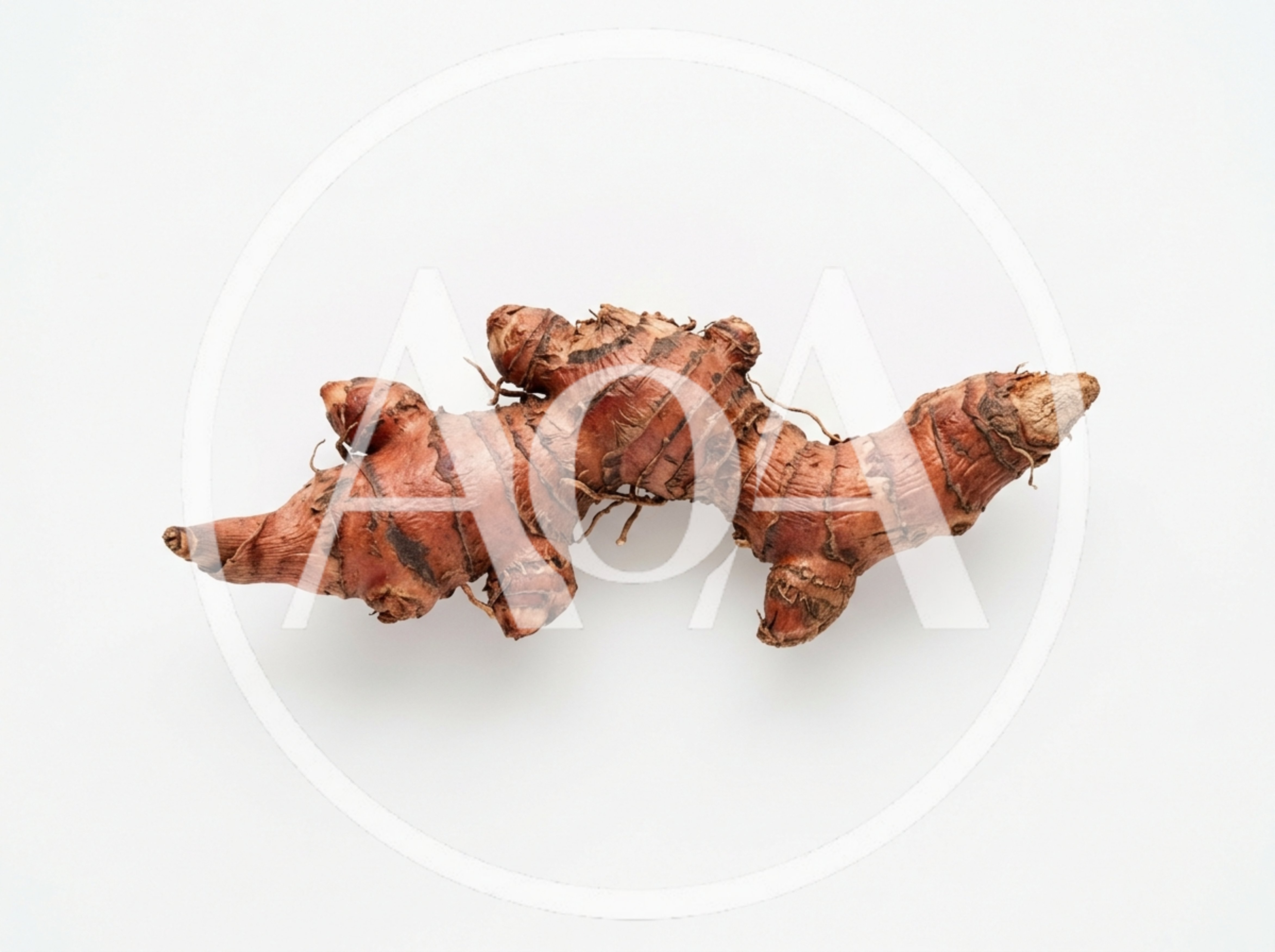 Fresh Galangal Root Isolated On White Background