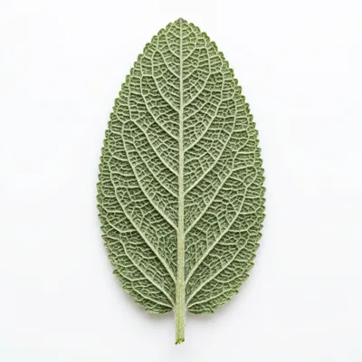 Single Sage Leaf Isolated On White Background