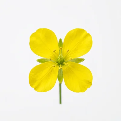 Single Yellow Mustard Flower Isolated On White Background