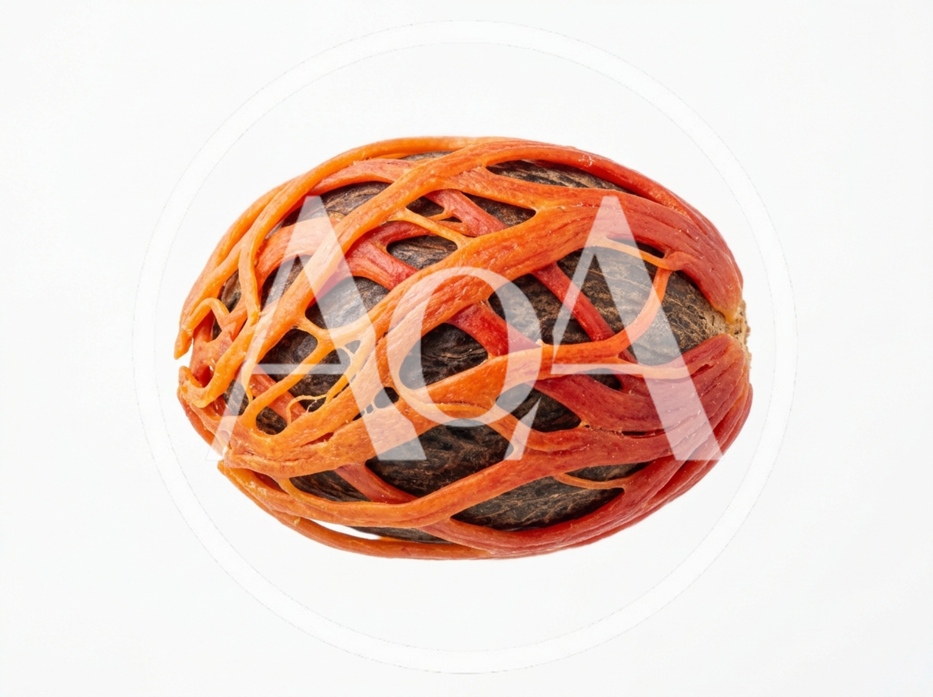 Nutmeg Seed With Red Mace Aril Isolated