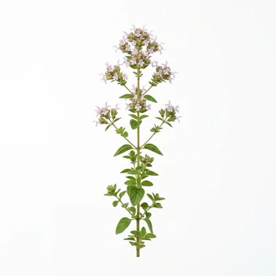Fresh Sprig Of Flowering Oregano Herb