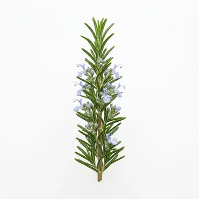 Fresh Rosemary Sprig With Light Blue Flowers