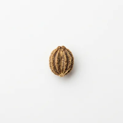 Single Dried Coriander Seed Isolated On White Background