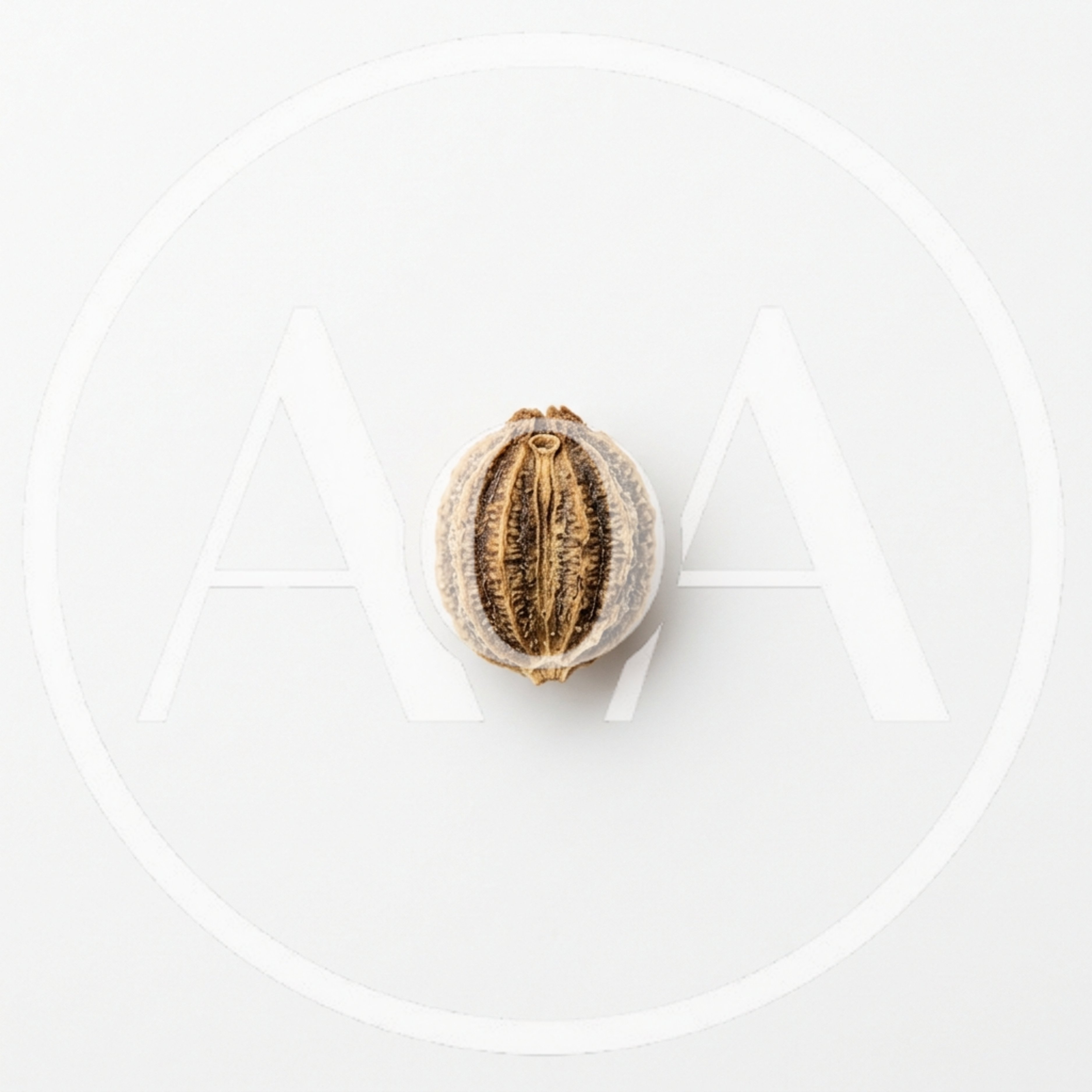 Single Dried Coriander Seed Isolated On White Background