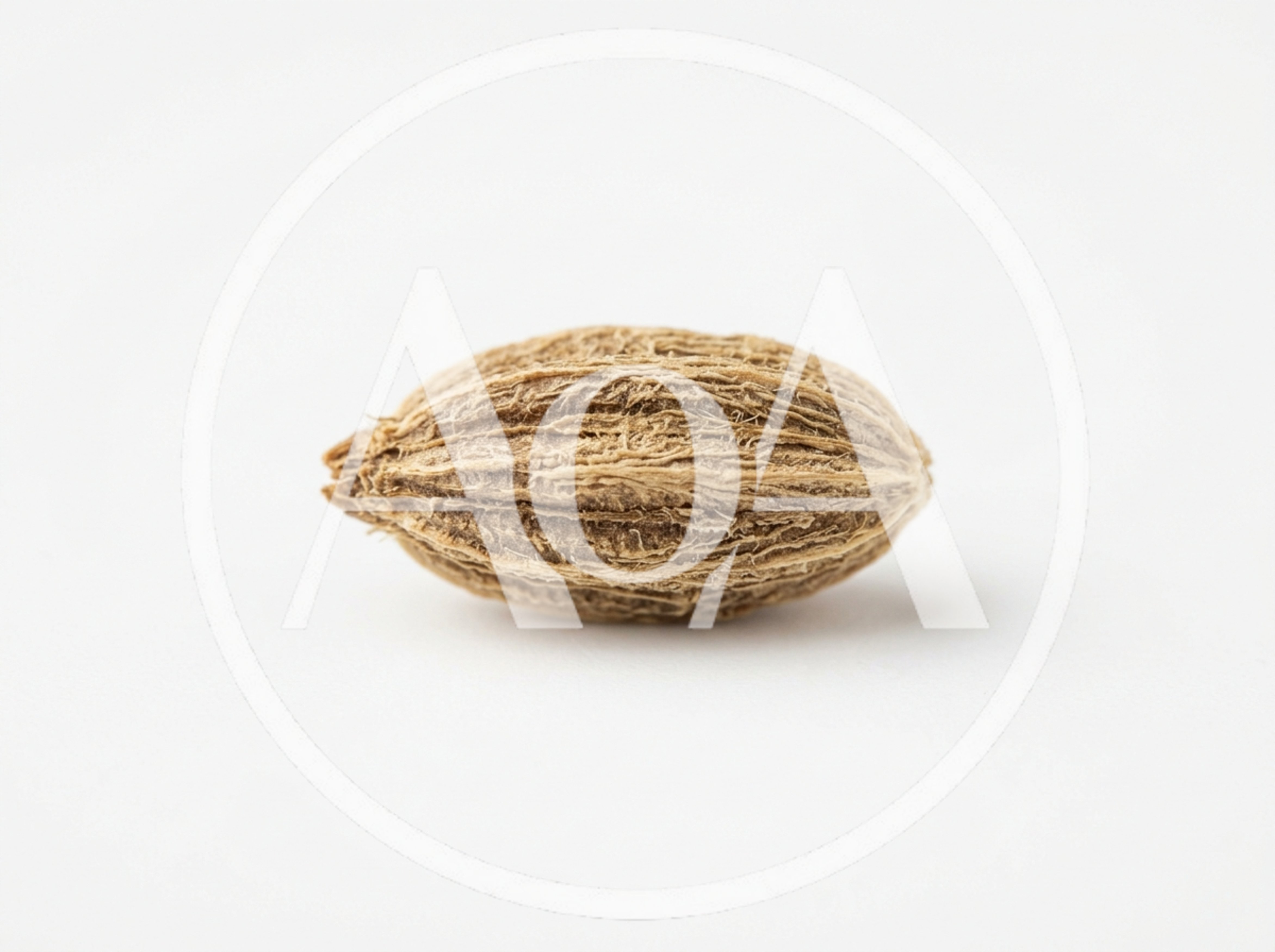 Single Dried Brown Cardamom Pod on White Background