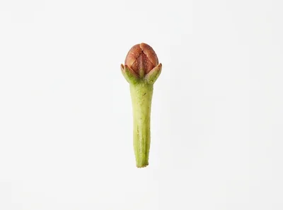 Single Fresh Clove Bud Isolated On White Background