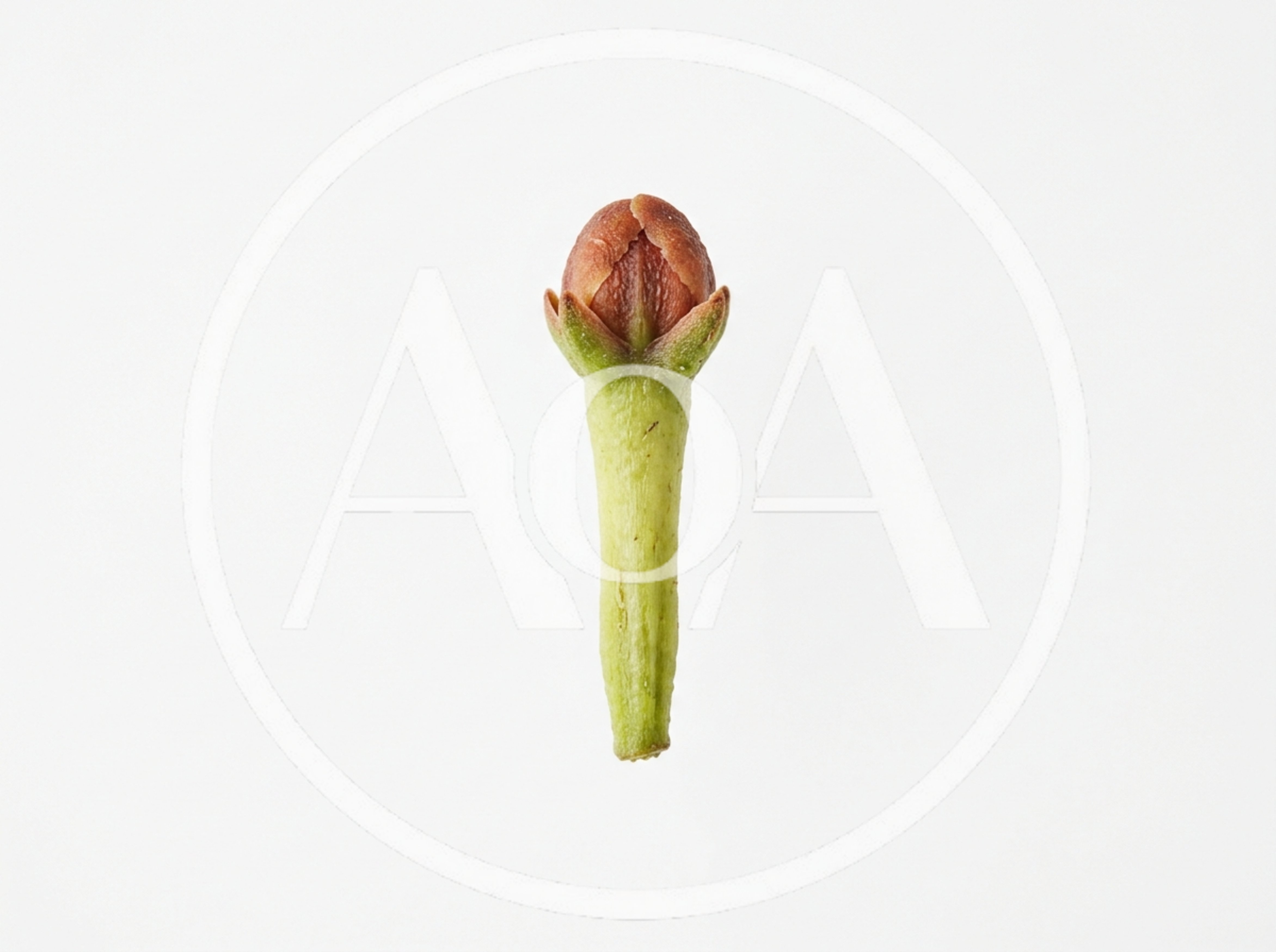 Single Fresh Clove Bud Isolated On White Background