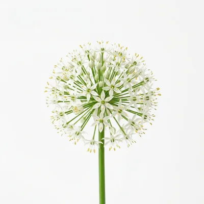 White Allium Flower Head Isolated On White Background