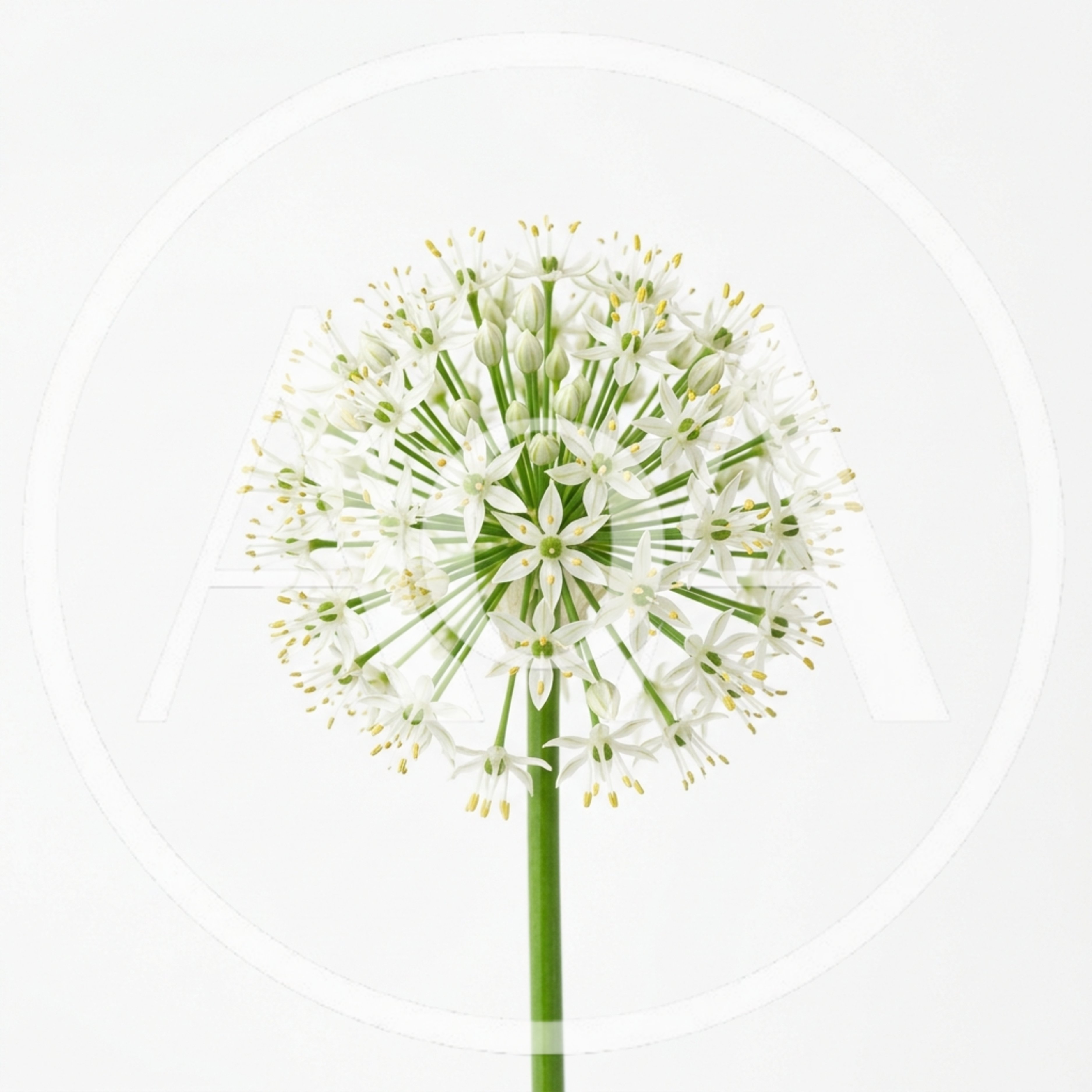 White Allium Flower Head Isolated On White Background