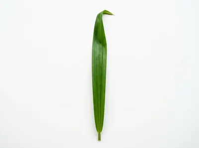 Single Green Palm Leaf Isolated On White Background
