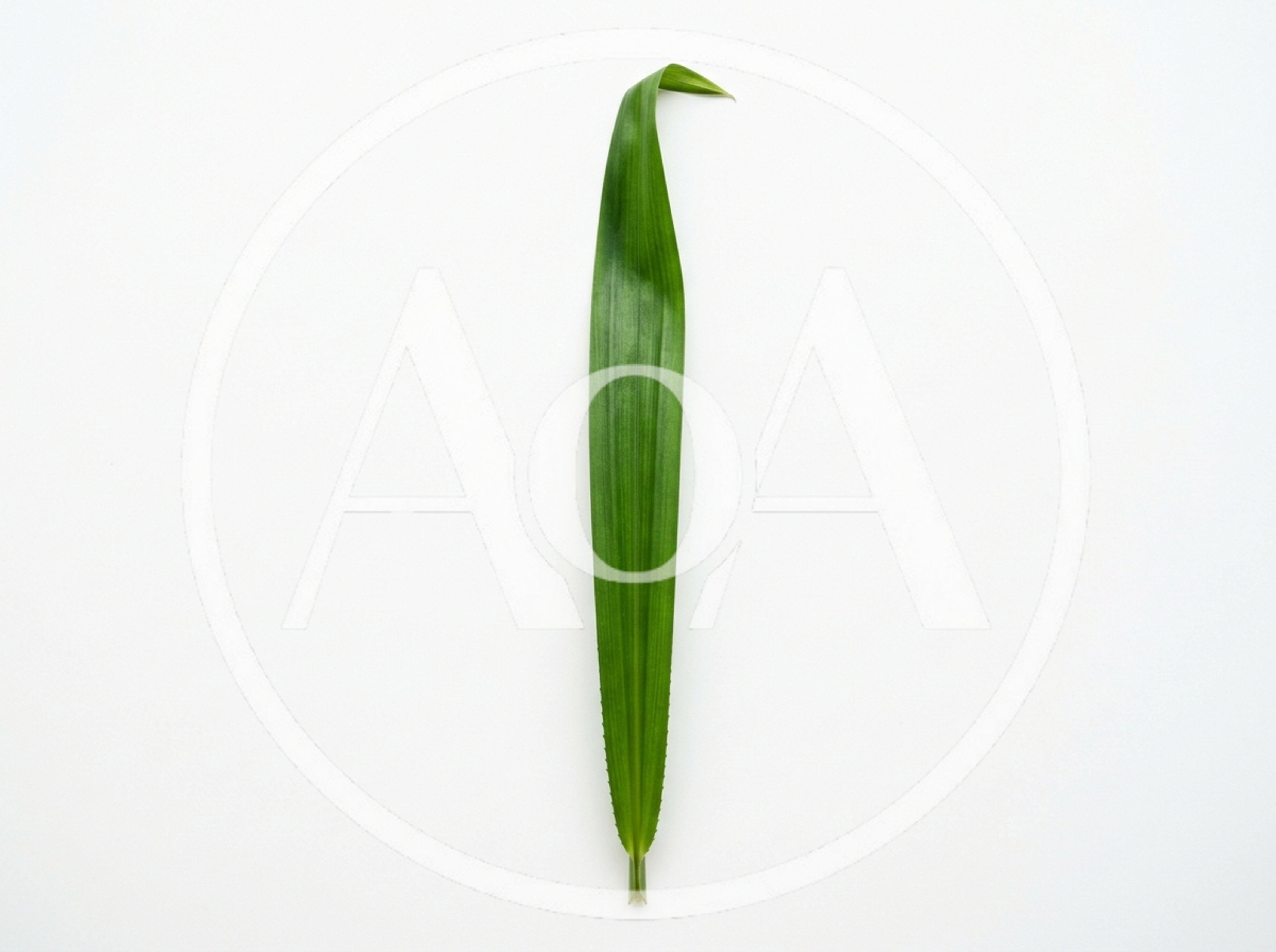 Single Green Palm Leaf Isolated On White Background