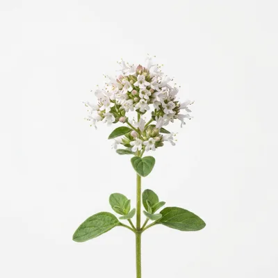 Fresh Oregano Sprig With Flowers On White Background