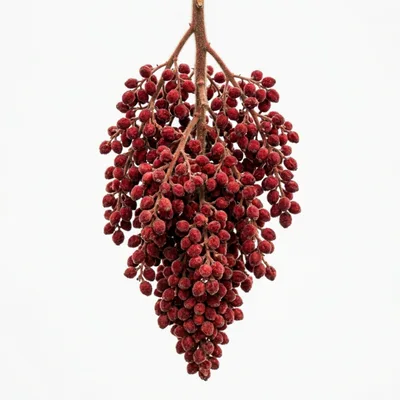 Staghorn Sumac Fruit Cluster Isolated On White Background