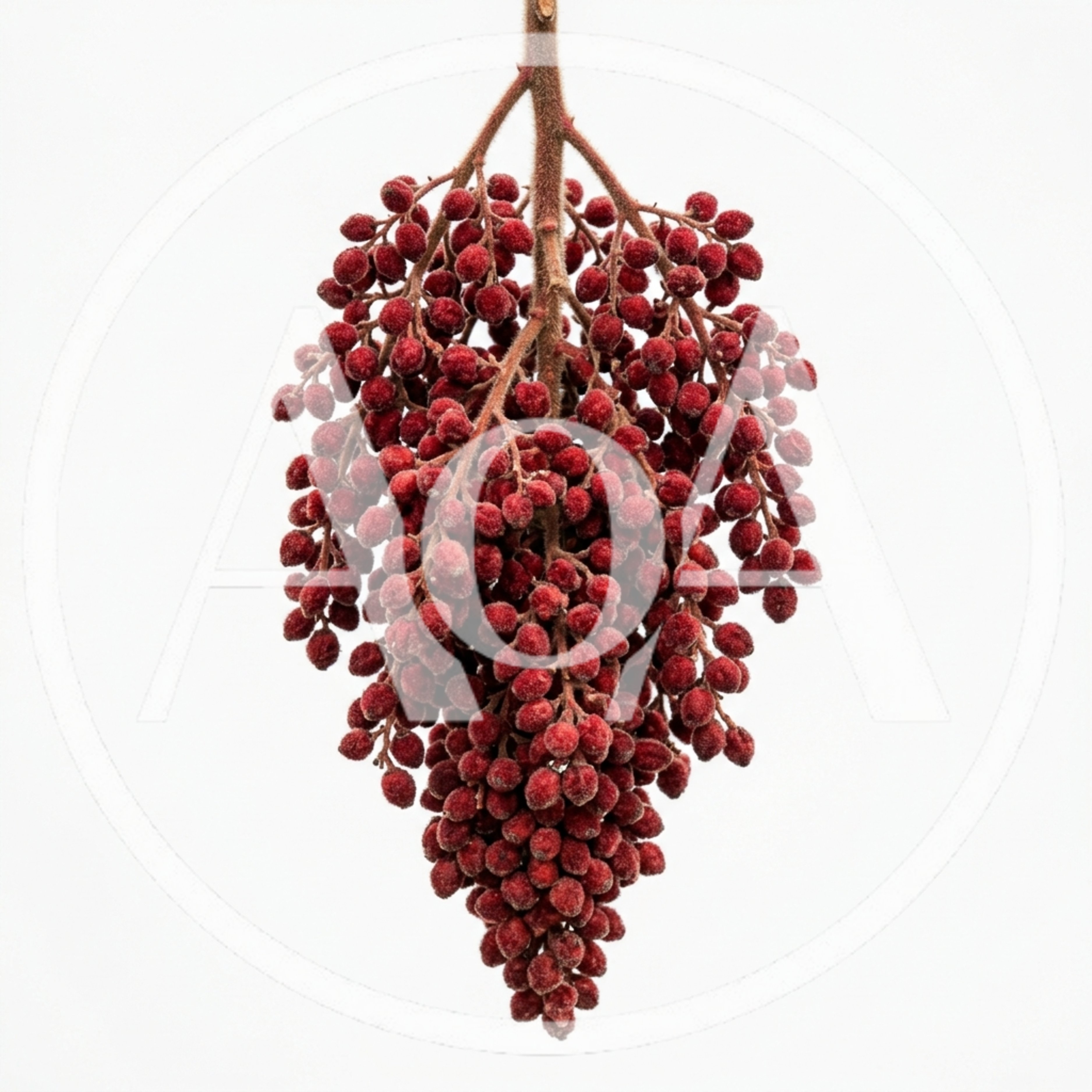 Staghorn Sumac Fruit Cluster Isolated On White Background