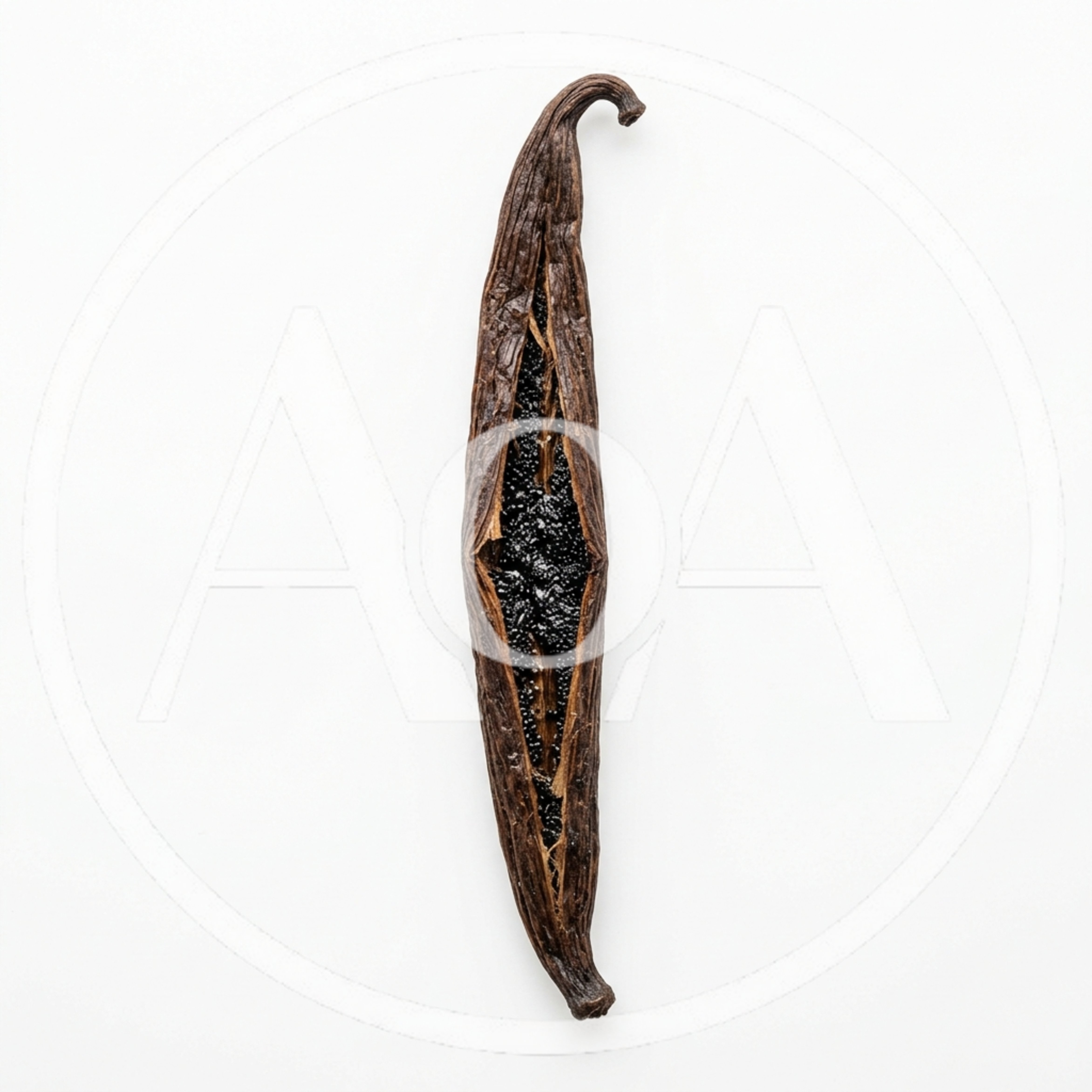 Single Split Vanilla Bean Pod On White Background