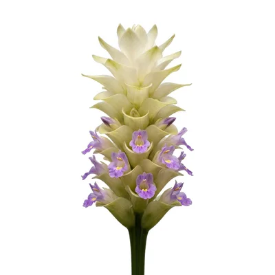 Curcuma Alismatifolia Flower Isolated On White Background
