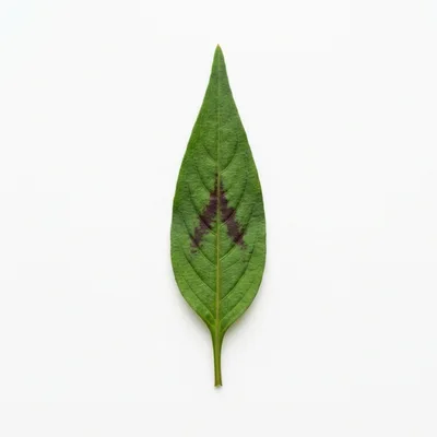 Single Green Leaf With Purple Markings