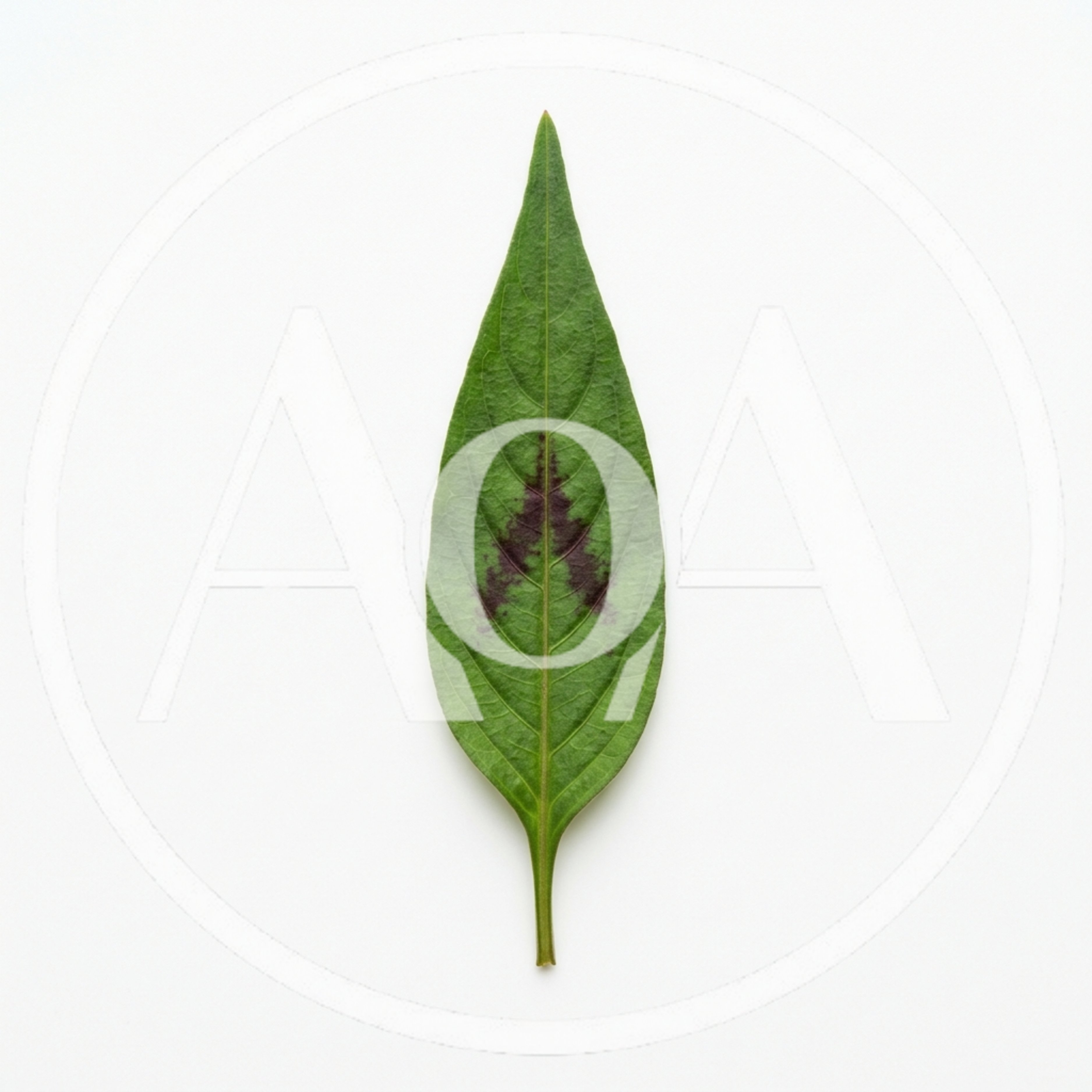 Single Green Leaf With Purple Markings