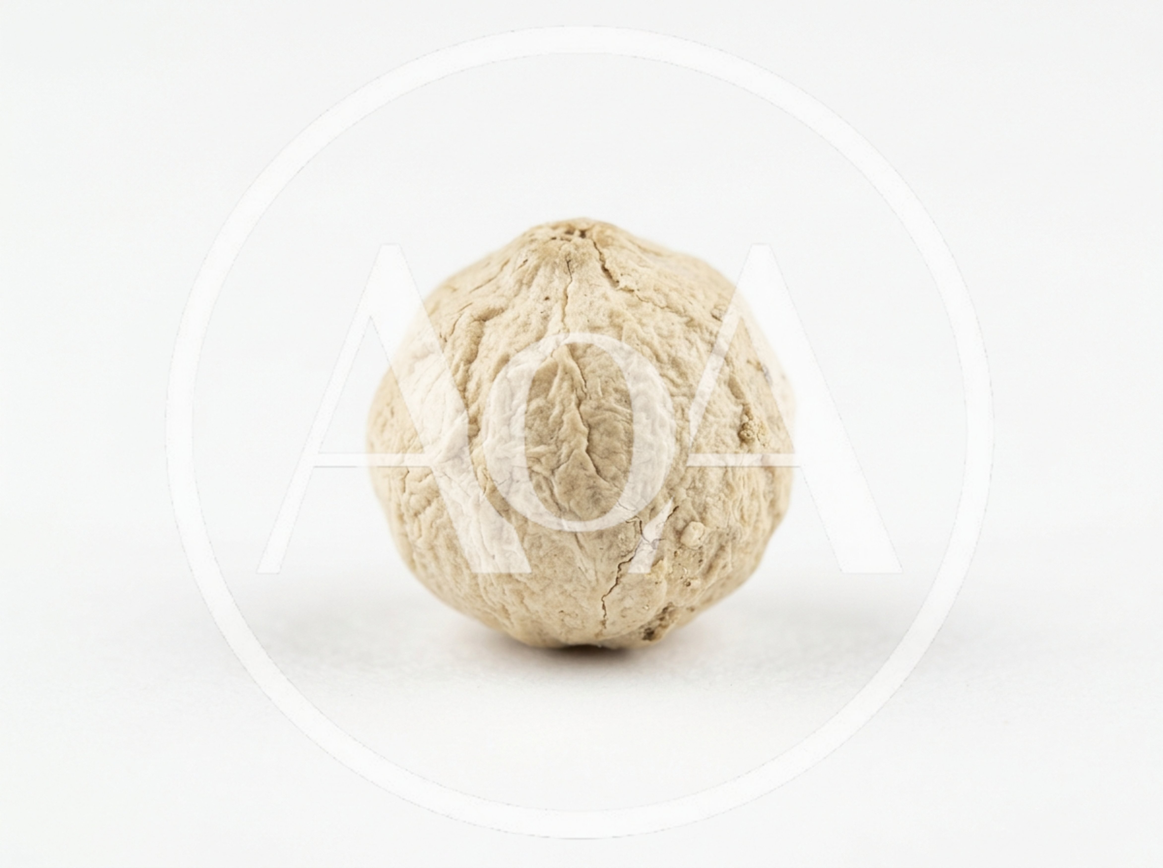 Single Dried White Peppercorn Seed