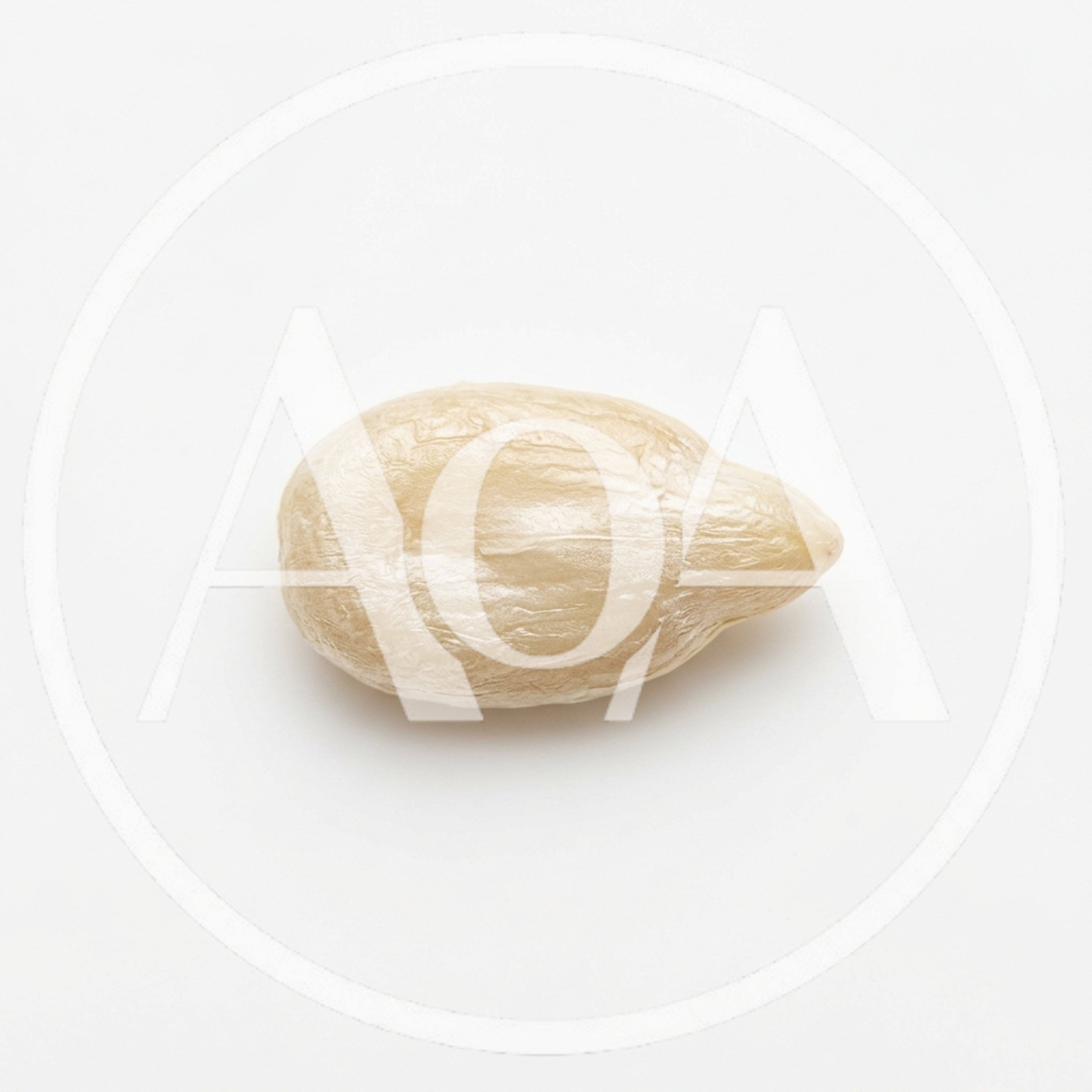 Single Shelled Sunflower Seed Kernel Isolated