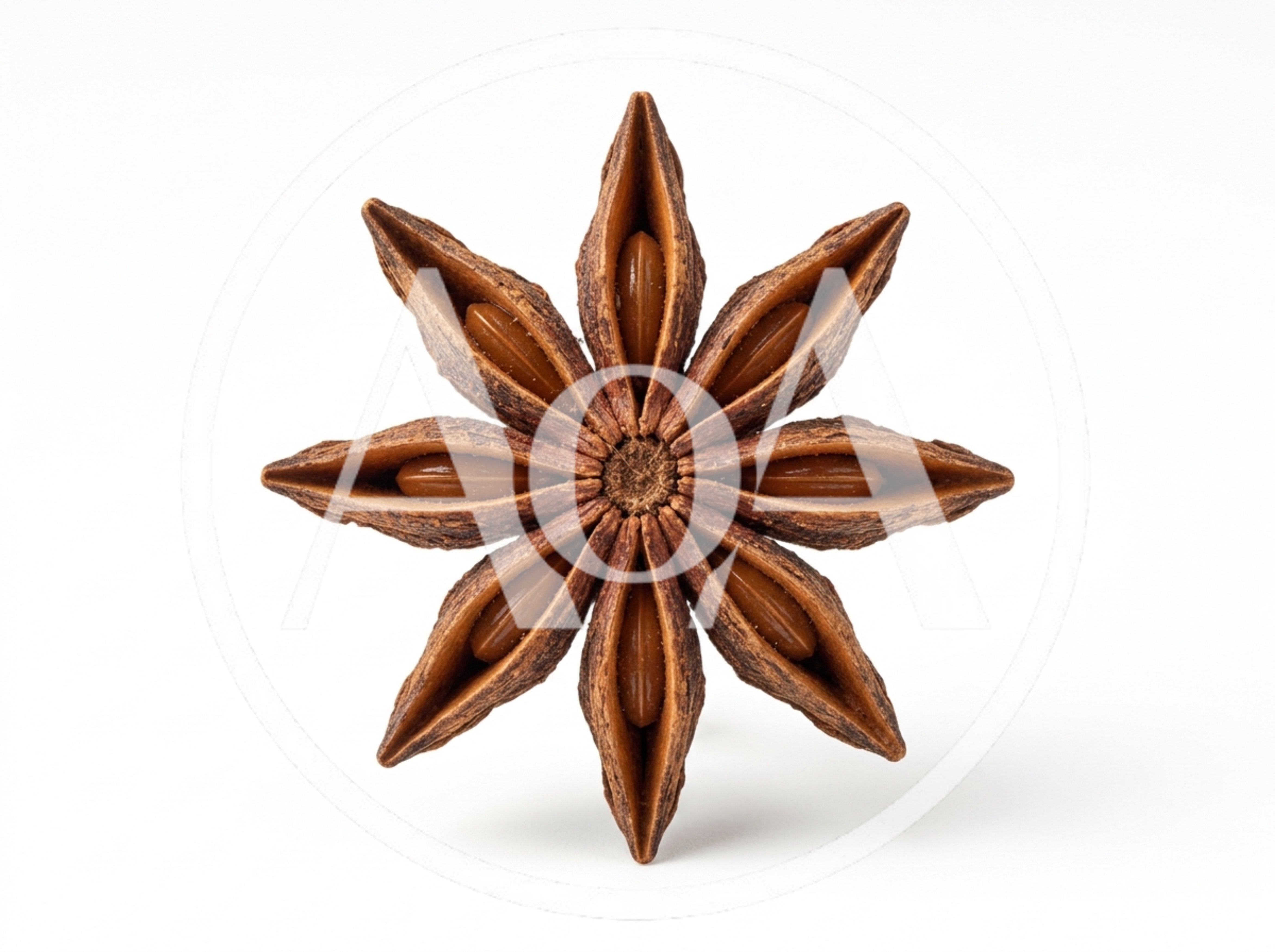 Single Star Anise Spice Pod Isolated On White
