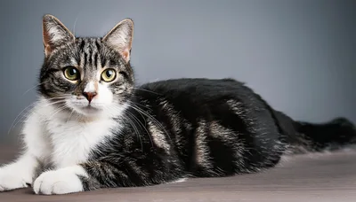 Studio Portrait Of A Tabby And White Cat