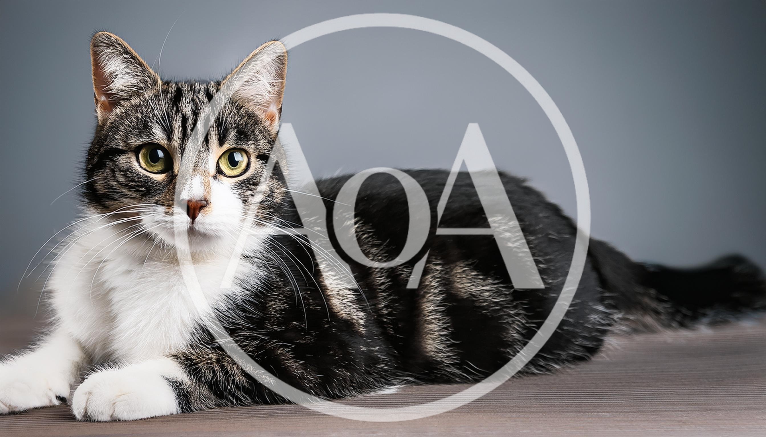 Studio Portrait Of A Tabby And White Cat