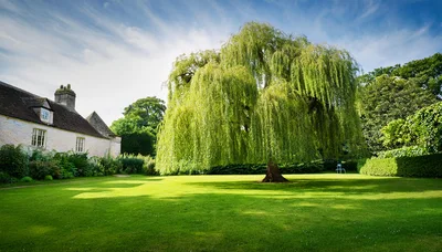Large Weeping Willow Tree In A Sunny Garden