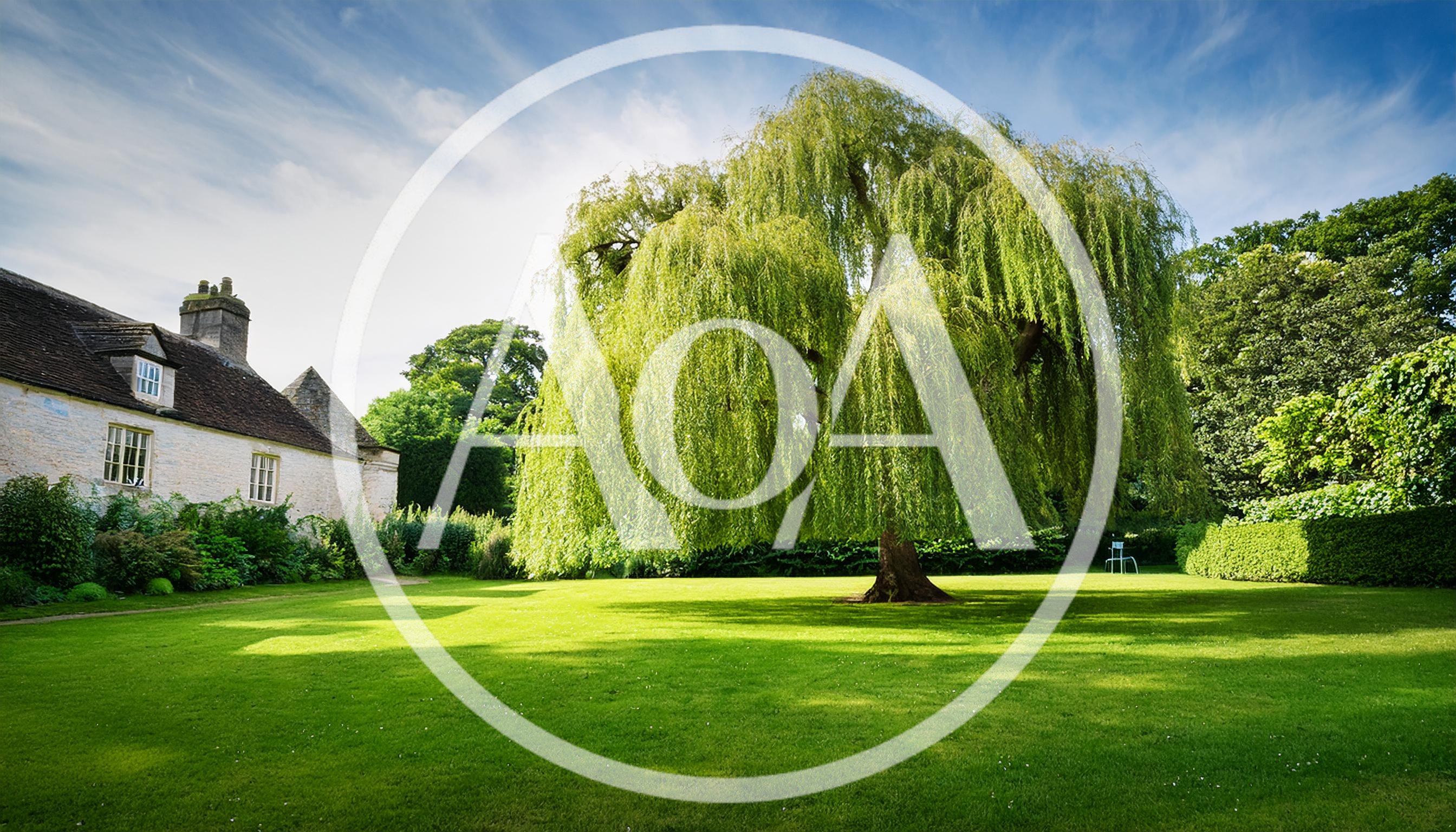 Large Weeping Willow Tree In A Sunny Garden