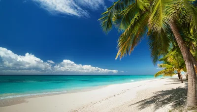 Tropical Beach With Palm Trees And Turquoise Water