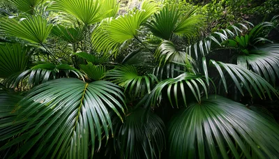 Lush Tropical Palm Leaves In Dense Rainforest