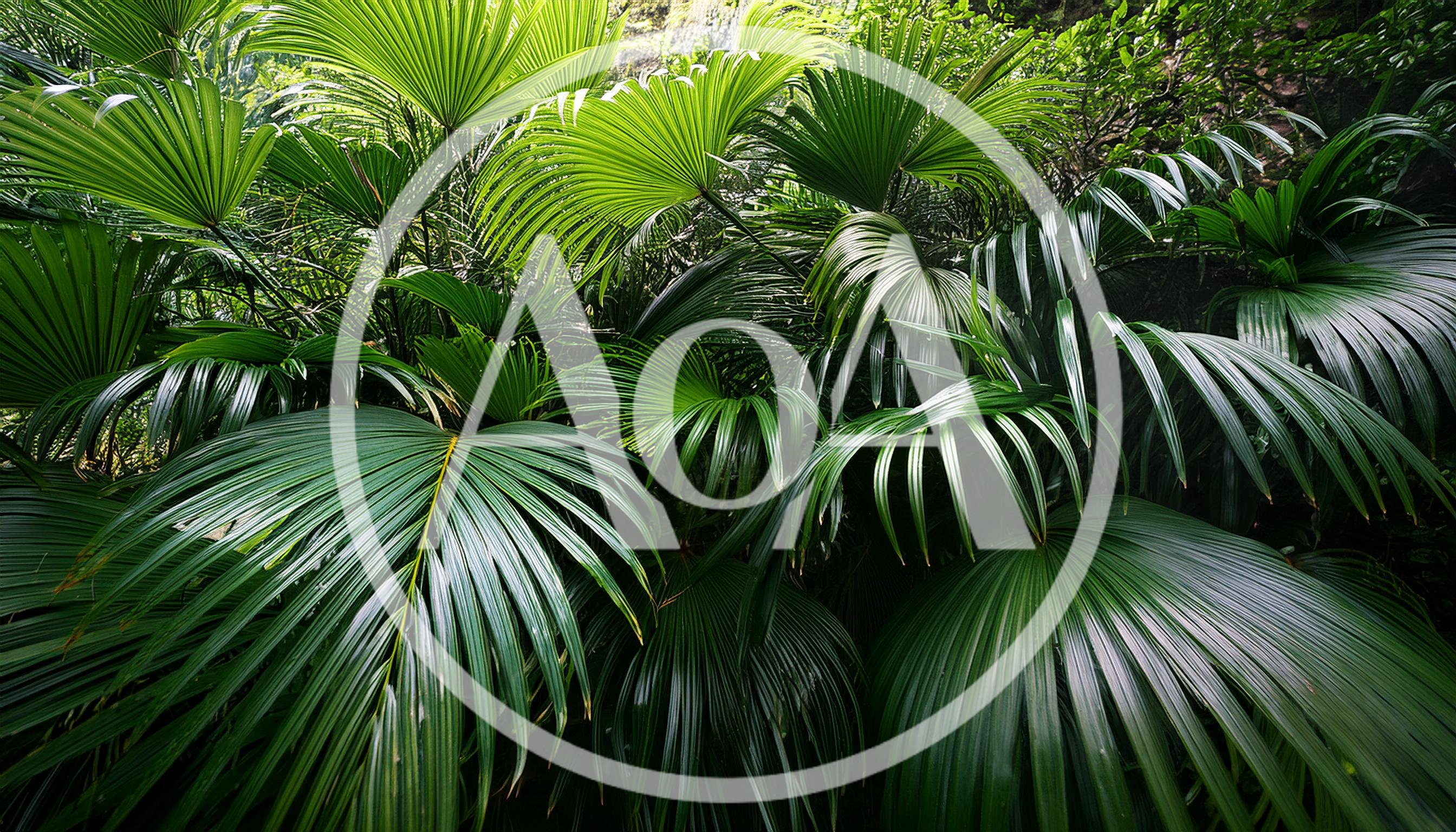 Lush Tropical Palm Leaves In Dense Rainforest