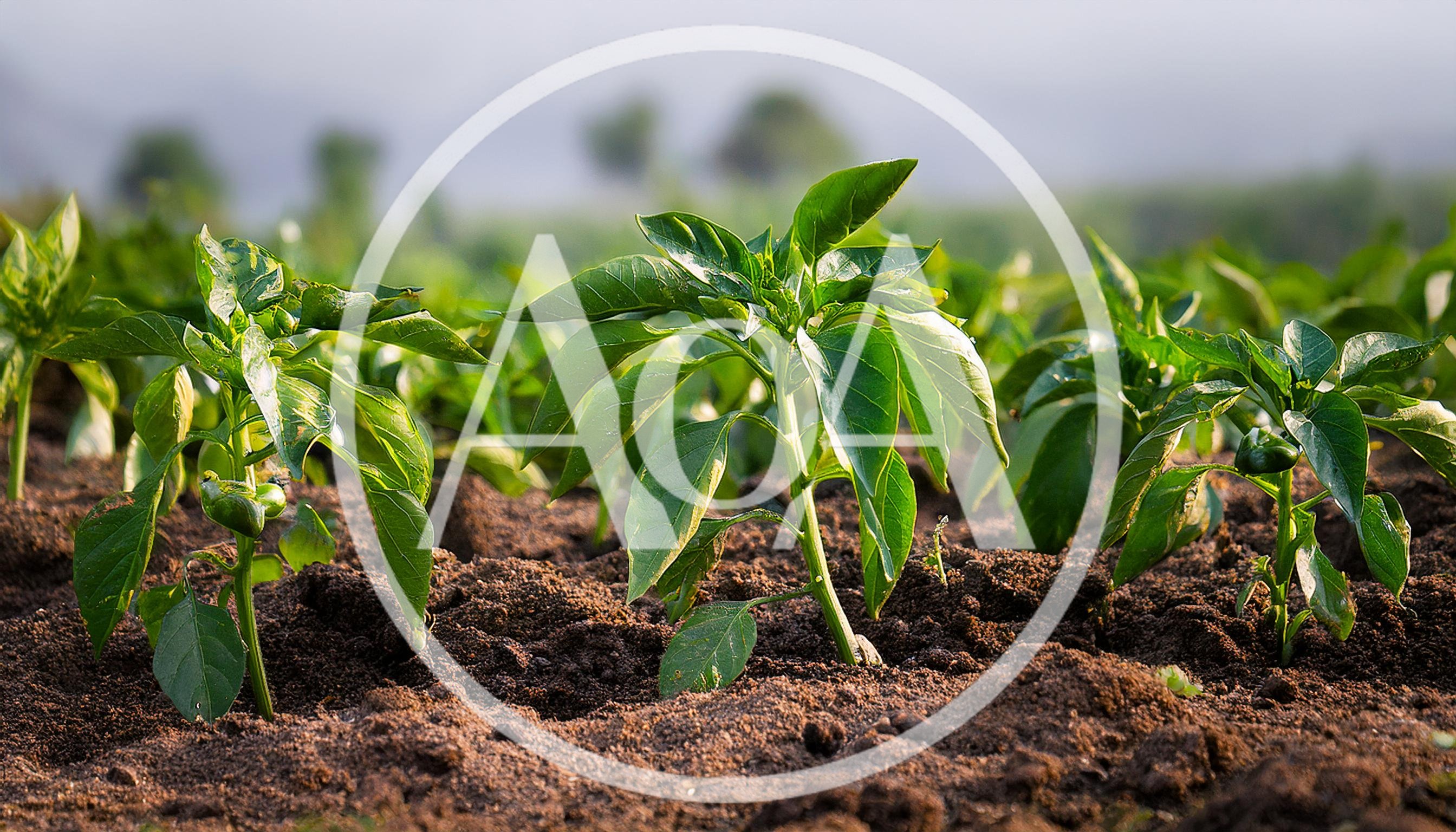 Young Bell Pepper Plants Growing In Fertile Soil