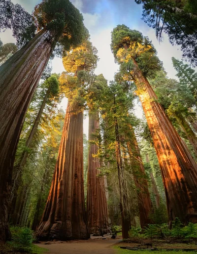 Giant Sequoia Trees In A California Forest