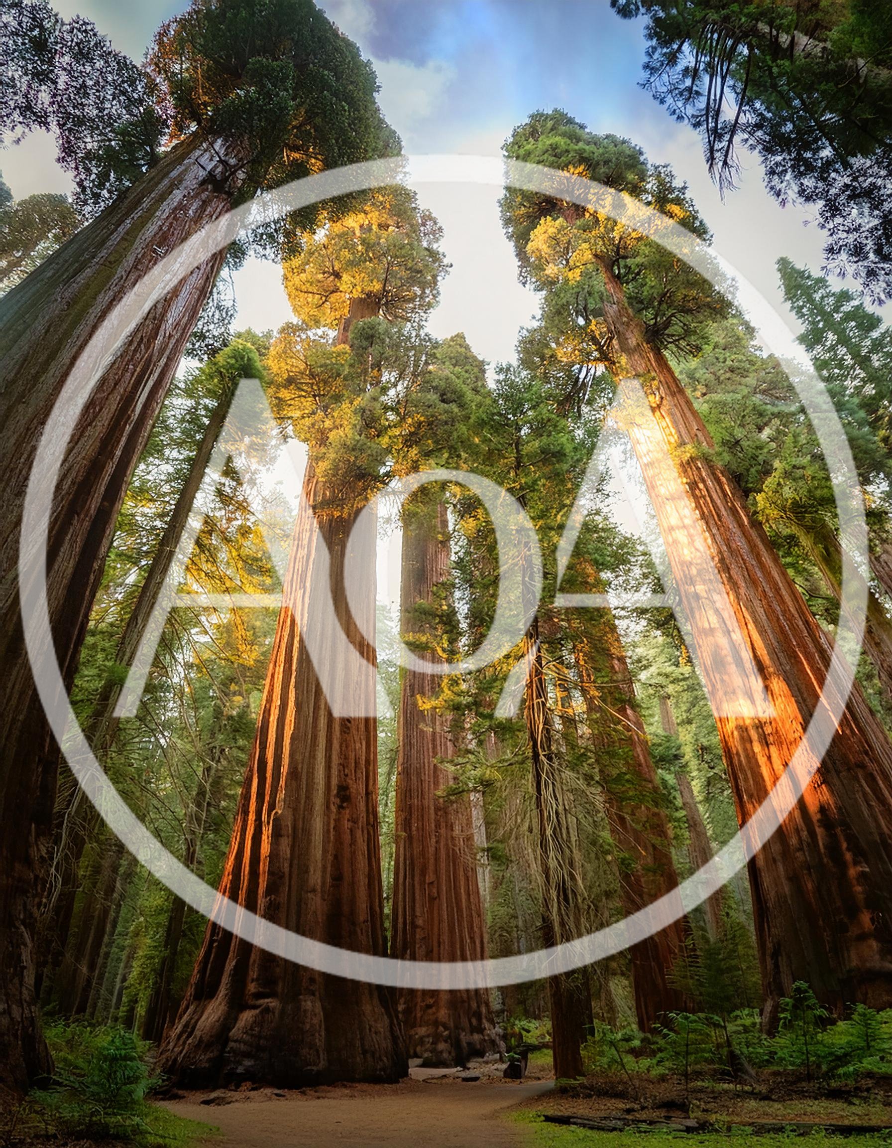 Giant Sequoia Trees In A California Forest