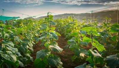 Cucumber Plants Growing In A Greenhouse Farm