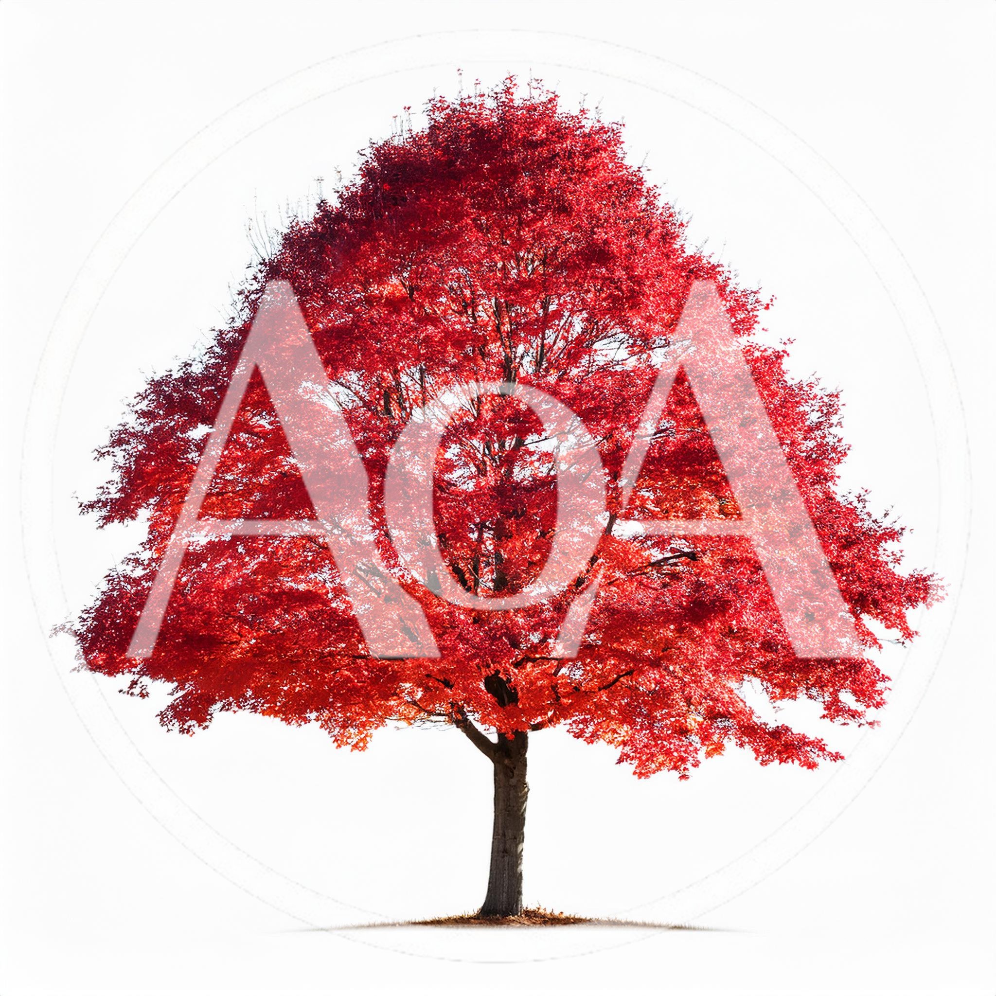 Vibrant Red Maple Tree Isolated On White Background