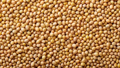 Top View Of Dried Organic Soybeans