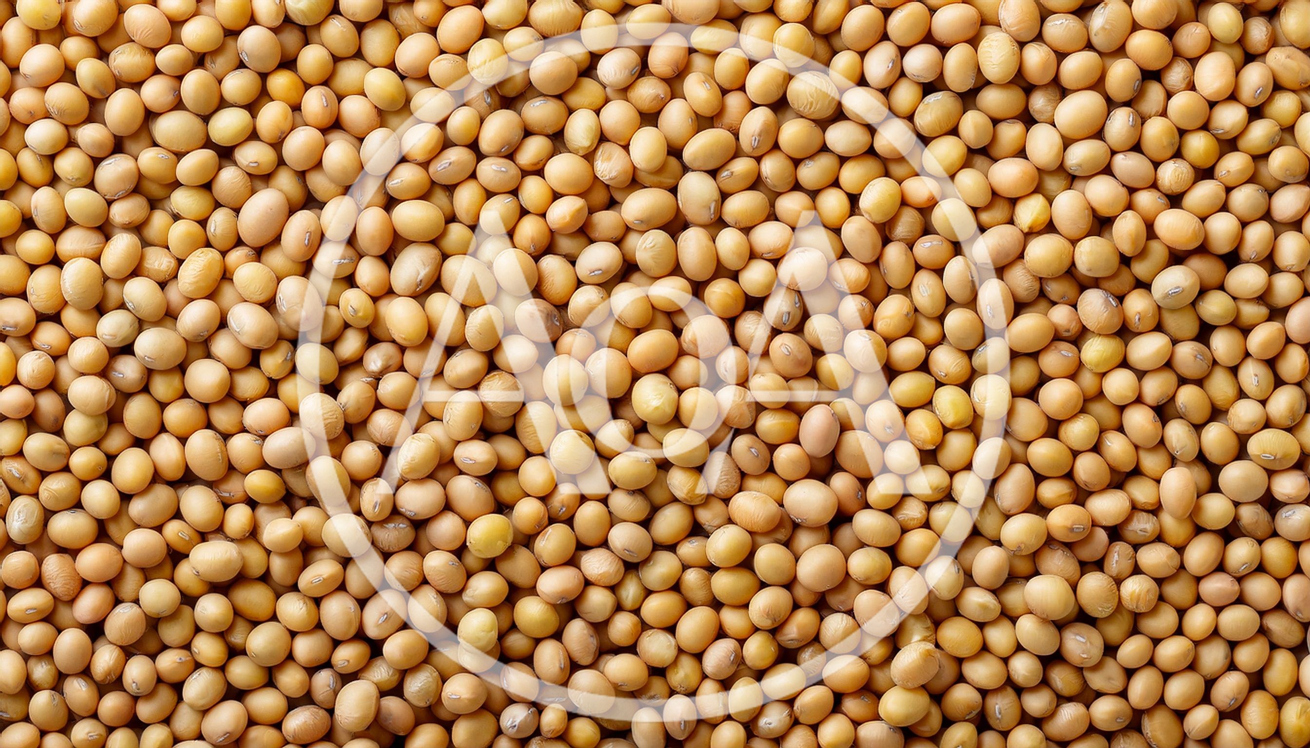 Top View Of Dried Organic Soybeans