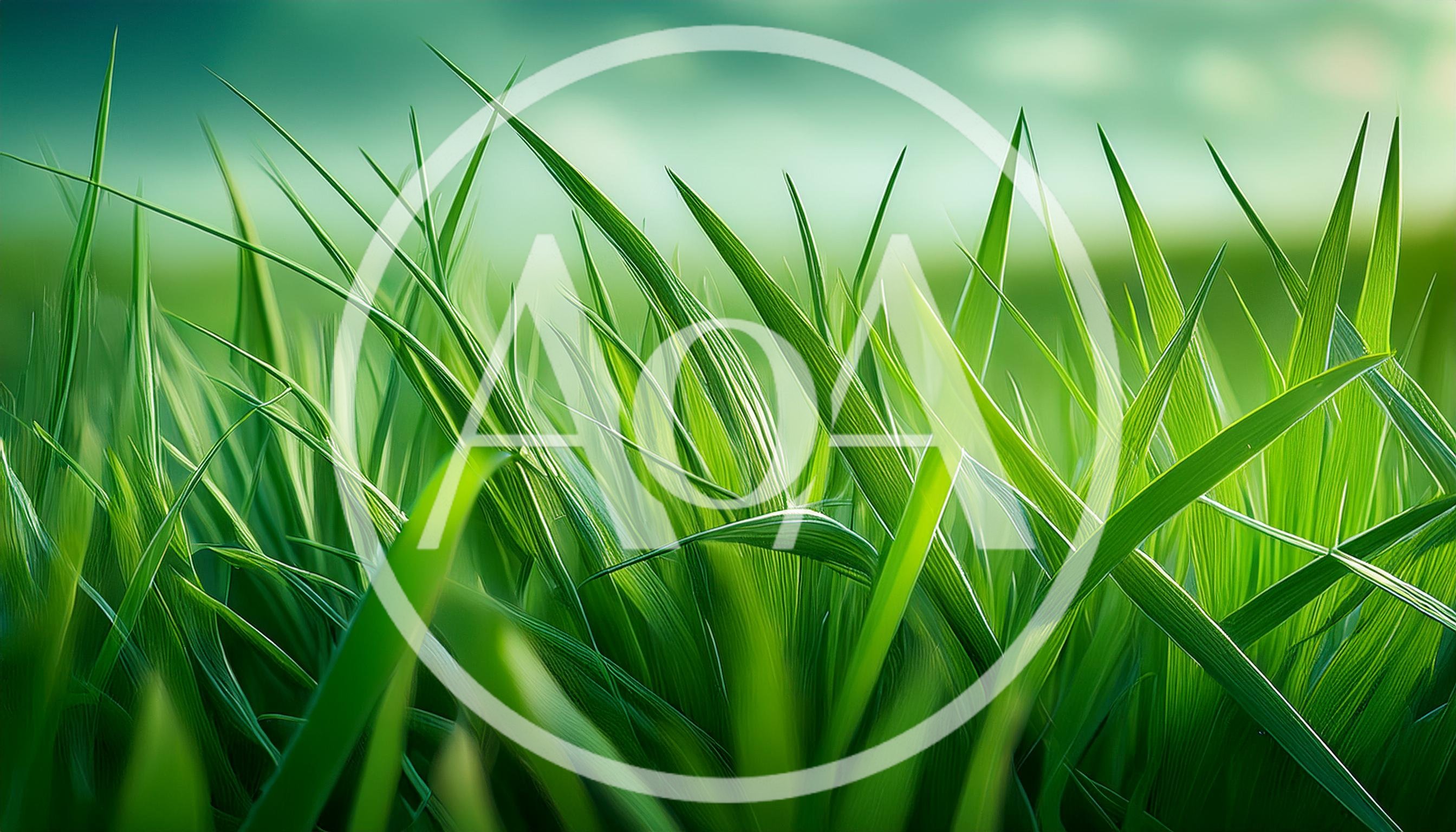 Close Up Of Vibrant Green Grass Blades