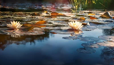 Two White Water Lilies Floating On A Calm Pond
